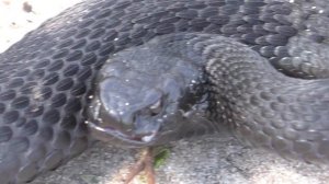 Встреча с черной гадюкой (гадюка Никольского) в лесу видео HD качества
