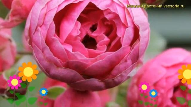 Роза кустовая Помпонелла. Краткий обзор, описание характеристик, где купить саженцы Pomponella