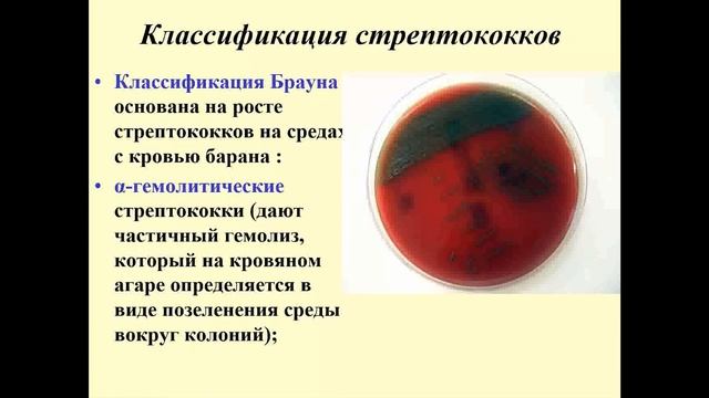 Патогенные кокки (стафилококки, стрептококки, менингококки, гонококки) смотреть онлайн