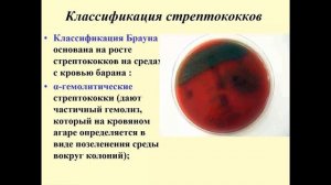 Патогенные кокки (стафилококки, стрептококки, менингококки, гонококки)