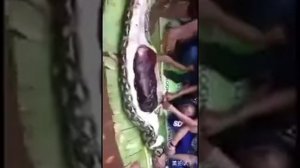 Анаконда съел женщину