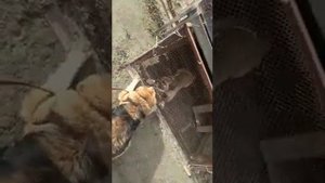 тобет против кангал