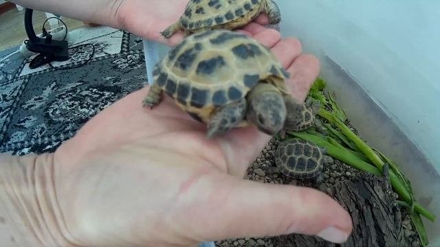 Черепахи среднеазиатские! Первый год жизни!