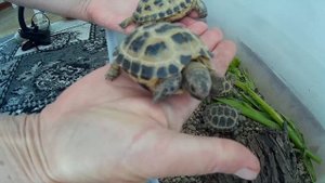 Черепахи среднеазиатские! Первый год жизни!