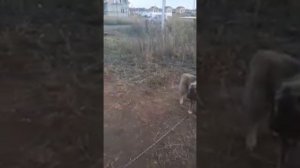 Кавказец против волка