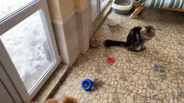 БОБКЭТ РУФУС ГОТОВИТСЯ К ПРОГУЛКАМ НА УЛИЦЕ / Любовь у рысей / Енот Горушка облюбовала второй этаж смотреть онлайн