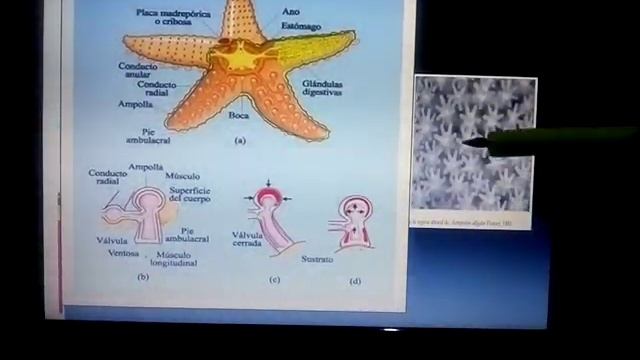 Clases asteroidea y ophiuroidea смотреть онлайн