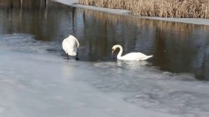 Гайсин річка Сіб Лебеді 09.03.2018 г.