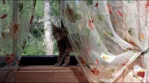 Ли Сяо / Alice the Fox Лиса Алиса (Был найдет котенок, который не боится лисы)