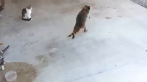 Енот ворует корм у кошек