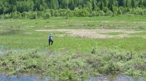 Незатейливая добыча сазана на рисовых чеках