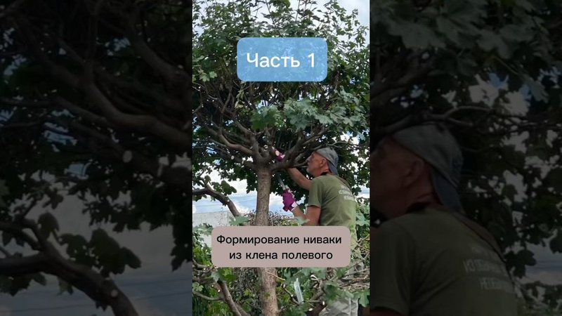 Формирование ниваки из клена полевого. Часть 1. #бонсай #bonsai #ниваки #сад #андрейдарусенков #клен