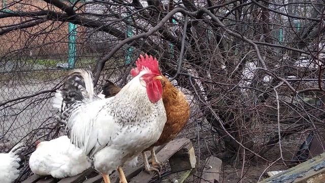 Борковская барвистая Что петух терпит курице смотреть онлайн