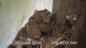 Гнездо с птенцами Горихвостки
