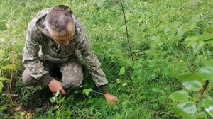 В лес по грибы. Белые грибы.