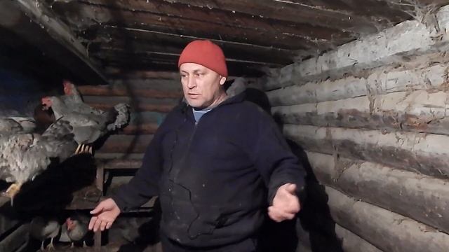 Как увеличить яйценоскость кур зимой ! Борковская барвистая высокая яйценоскость Слава в теме