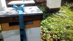 Обеспечение вентиляции в улье при кочёвки с пчелами..