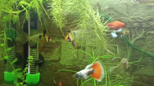 Рамирези - борьба за территорию смотреть онлайн