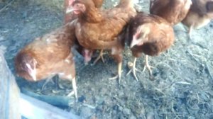 Я справился с расклевом у кур