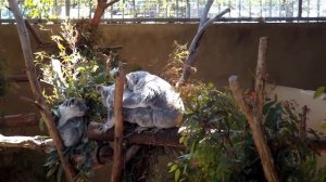 Спаривание Коал San Diego Zoo
