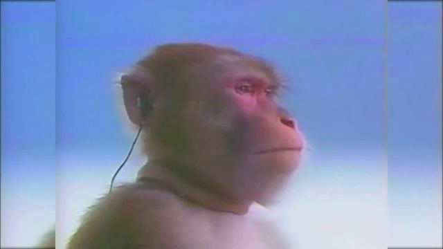 Пивная обезьяна попала в рай. смотреть онлайн