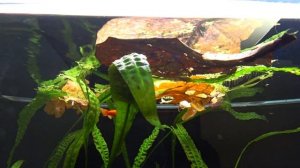 ПРИРОДНЫЙ ДЕКОР В АКВАРИУМЕ/ ШЛЯПКИ ЖЕЛУДЕЙ/ ШИШКИ/ ЛИСТЬЯ ДУБА