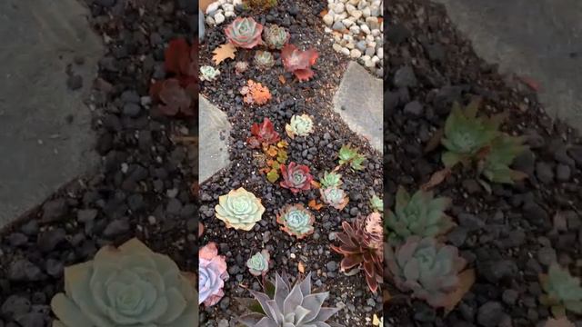 Colorful Succulent Garden