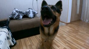 Игра с Немецкой овчаркой в квартире