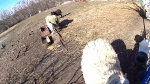 Как содержать овец на даче!
