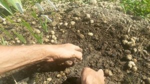 Ирис (Ирис бородатый) Как правильно посадить почки ириса бородатого.