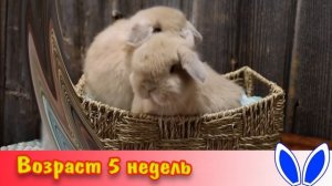 Как растут кролики, размеры декоративных кроликов