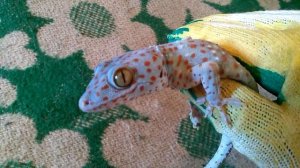 Мой геккон Токки