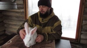 Белый великан вес в 4 месяца. Сравнение с Фландром.