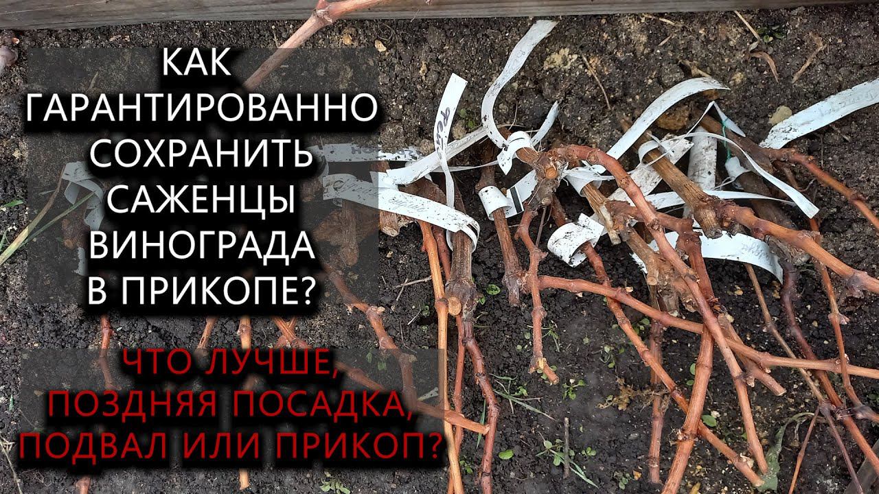Как гарантированно сохранить саженцы винограда в прикопе. Сравним разные способы. #ТриЭкоВиноградник