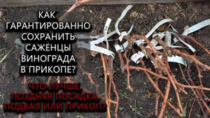 Как гарантированно сохранить саженцы винограда в прикопе. Сравним разные способы. #ТриЭкоВиноградник