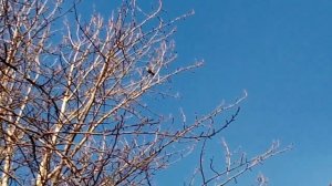 Карельские птицы заливаются.Karelian birds are singing.