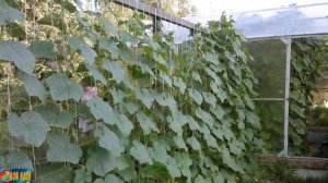 Выращивание огурцов на шпалере