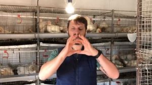 Бройлер кобб 500 выращивание и содержание 500 шт, бизнес на бройлере,