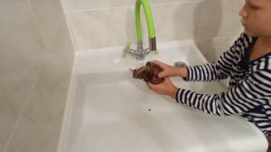 Улитка ахатина. Как ухаживать за улиткой в домашних условиях.