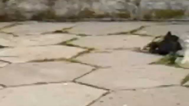 голодный злой козел всем покажет или голодный мужик смотреть онлайн