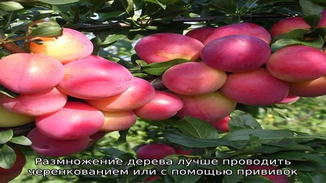 Записи с тегом 'алыча' смотреть онлайн