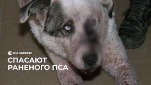 Спасли раненую собаку