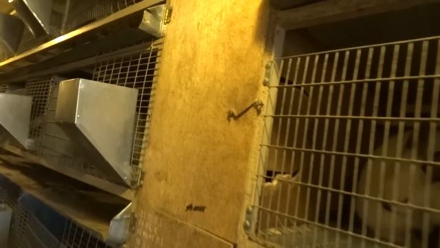 Кролик порода шиншилла// советская шиншилла розведение. смотреть онлайн