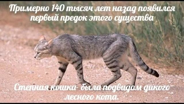 происхождение кошек