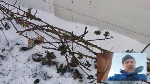 Как укрыть на зиму ежевику. Ленингиадская область. 02.12.2021