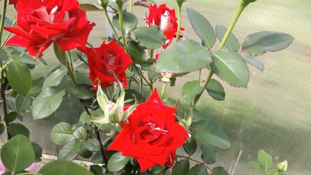 #розы # rose / Биколорная чайно-гибридная роза Альянс(лат. rosa) . Первая волна цветения смотреть онлайн