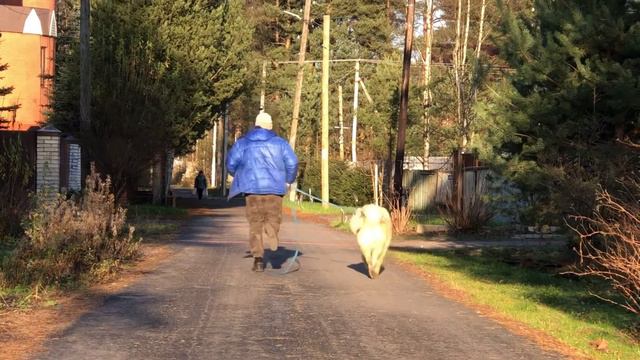 Движения тибетского мастифа. В поисках идеала. смотреть онлайн