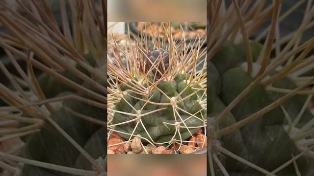 Gymnocalycium Nidulans cactus plant from flower bud to bloom | #shorts