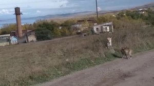 Лиса хочет съесть кошку