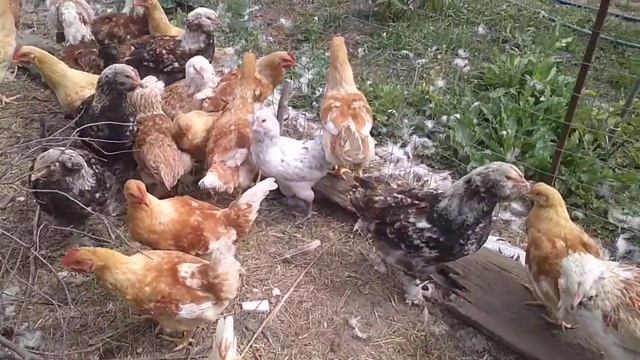 Фавероль лососевая, амераукана голубая и Мини Мясные. Молодняк 2020 смотреть онлайн